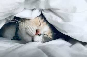 Как улучшить сон